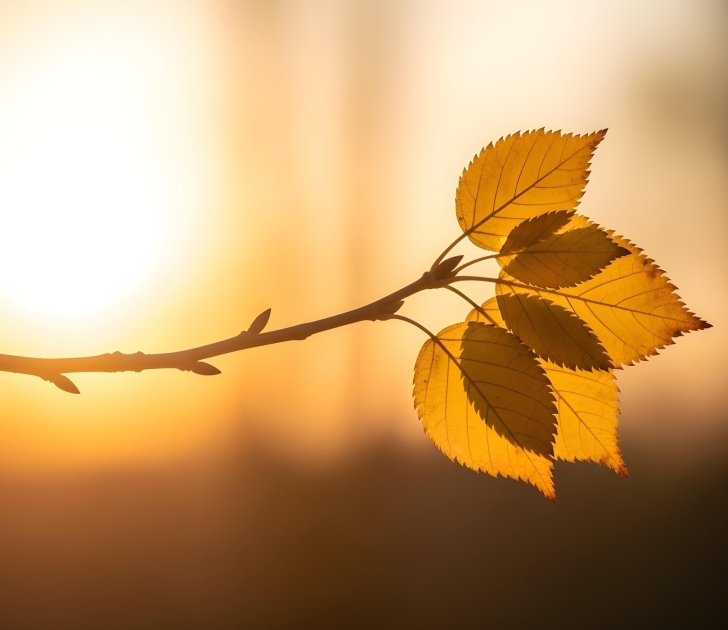 O Ciclo Divino da Vida: Uma Reflexão sobre Começos, Fins e a Promessa da Eternidade